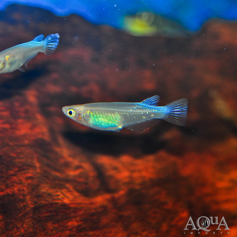 Galaxy Medaka Ricefish (Oryzias latipes "galaxy")
