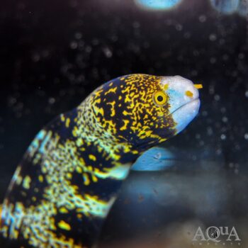 Snowflake Moray Eel (Echidna nebulosa)