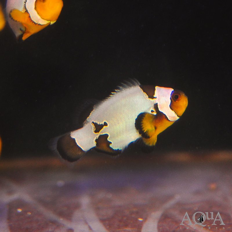 Snowflake Ocellaris Clownfish (Amphiprion sp.)