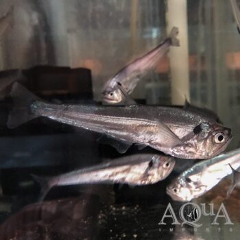 Snub Nosed Payara (Cynodon gibbus)