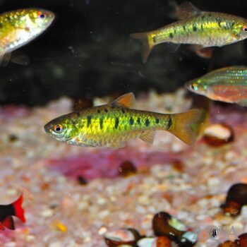 Snyder's Barb (Puntius snyderi)