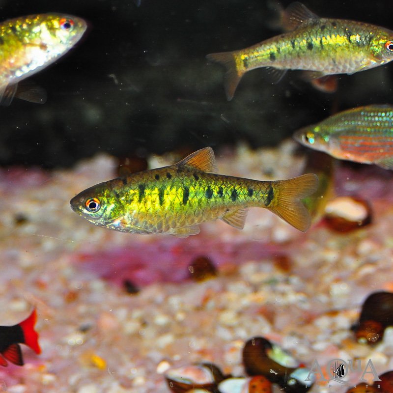 Snyder's Barb (Puntius snyderi)