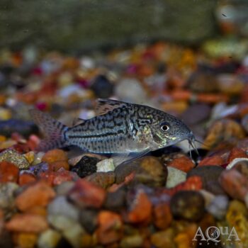 Sodalis Cory (Brochis sodalis)