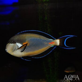 Sohal Tang (Acanthurus sohal)