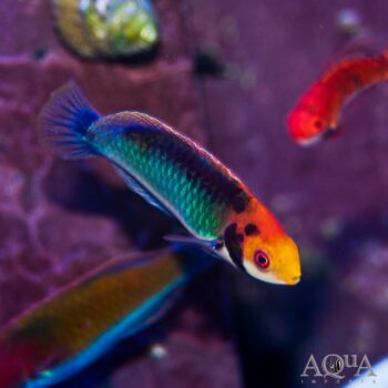 Red Head Fairy Wrasse (Cirrhilabrus solorensis)