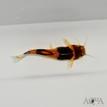 South American Bumblebee Catfish (Microglanis iheringi)