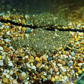 South American Freshwater Flounder (Trinectes cf. hubbsbollinger)