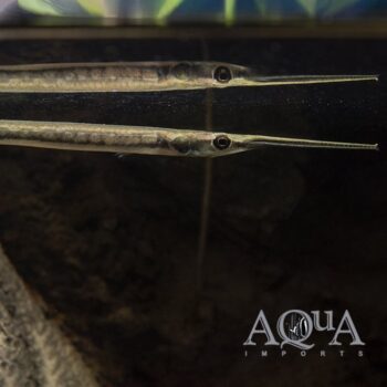 South American Needlefish (Potamorrhaphis guianensis)