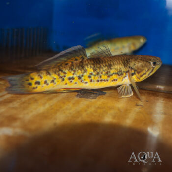 Southern Purple Spotted Gudgeon (Mogurnda adspersa)