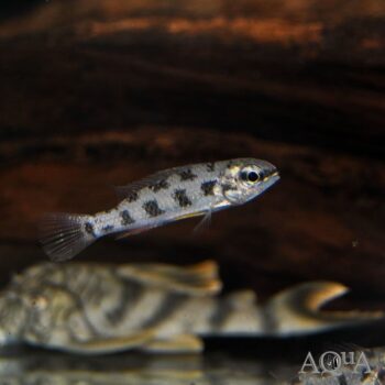 Spadetail Checkerboard Cichlid (Dicrossus maculatus)