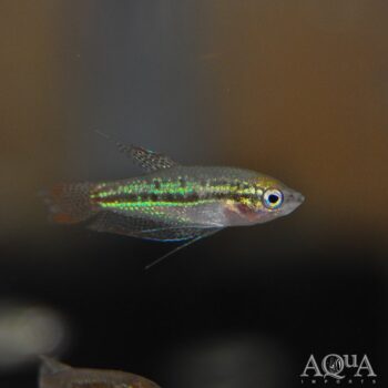 Sparkling Gourami (Trichopsis pumila)