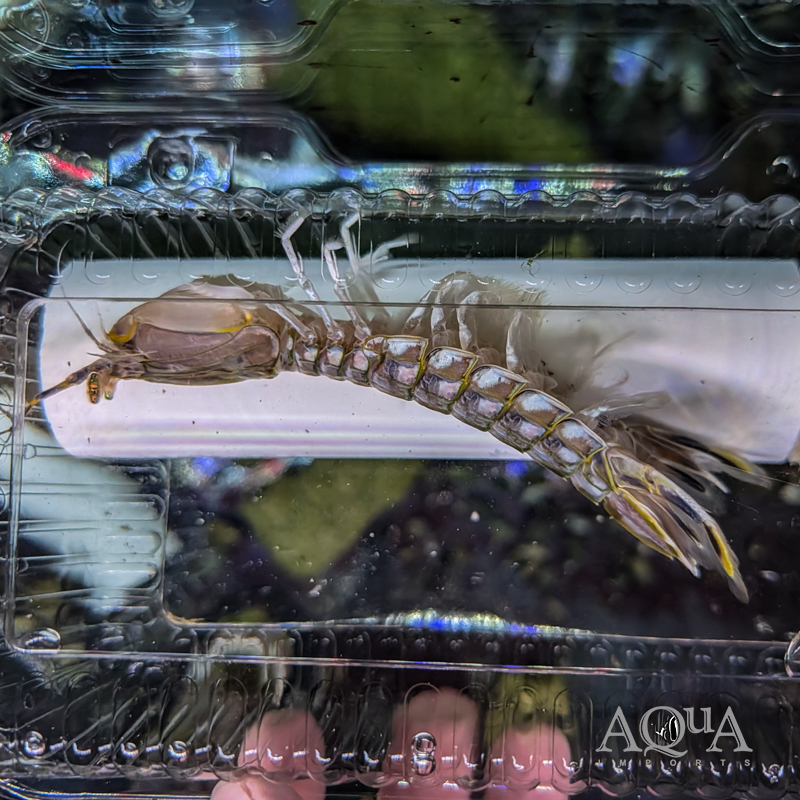 Spearing Mantis Shrimp