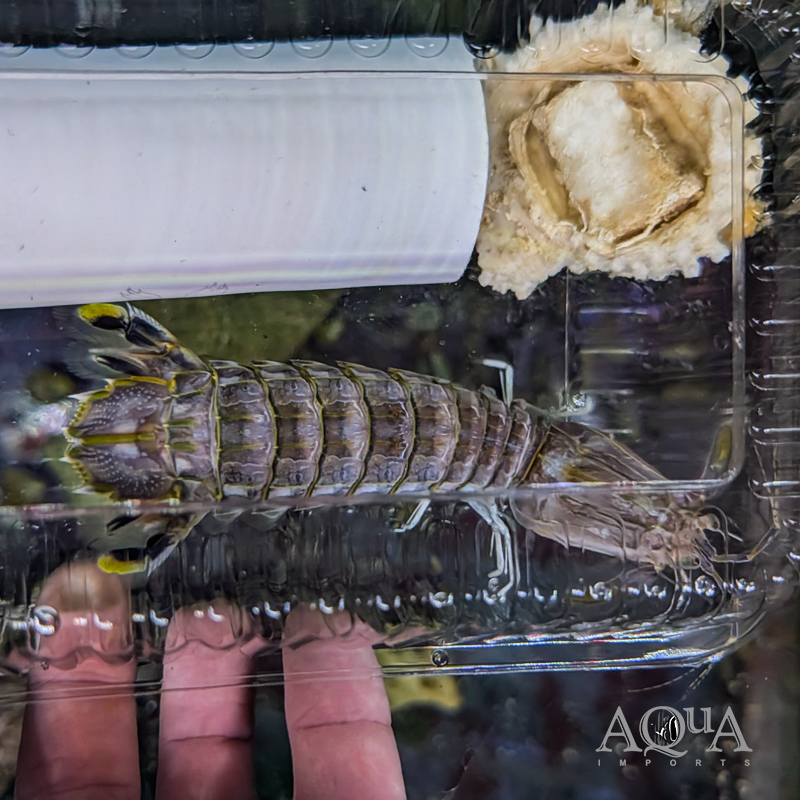 Spearing Mantis Shrimp