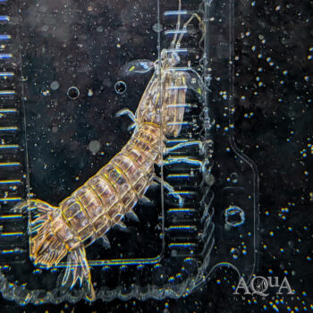 Spearing Mantis Shrimp
