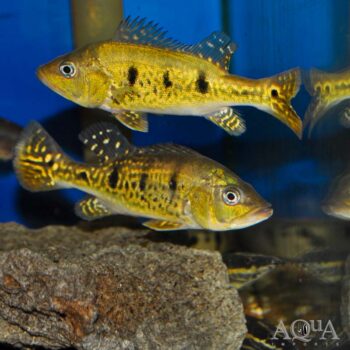 Spider Kelberi Peacock Bass (Cichla kelberi 'spider')