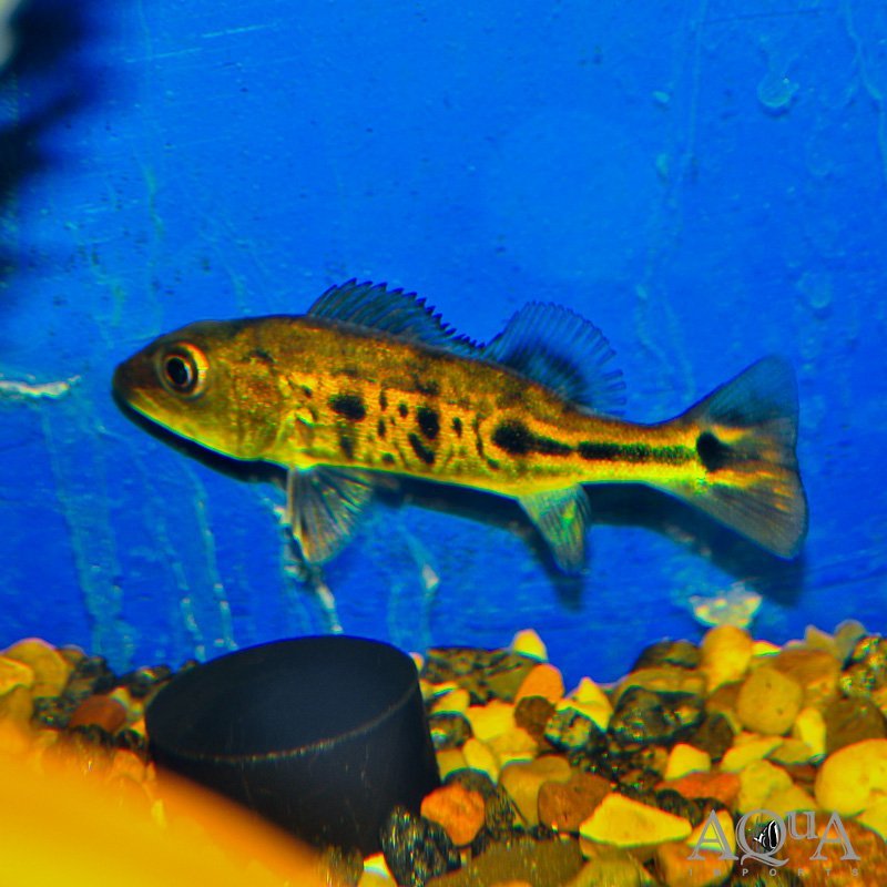 Spider Kelberi Peacock Bass (Cichla kelberi 'spider') - Image 2