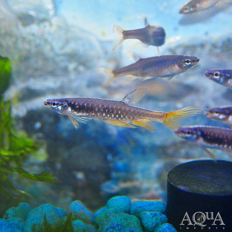Splash Tetra (Copella arnoldi)