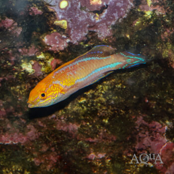 Splendid Pintail Wrasse (Cirrhilabrus isosceles)