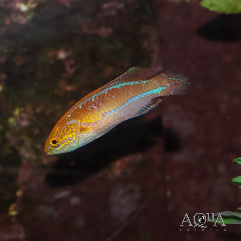 Splendid Pintail Wrasse (Cirrhilabrus isosceles)