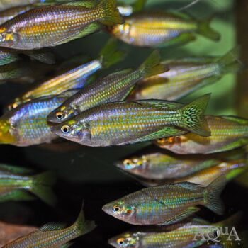 Splendid Rainbow (Melanotaenia splendida)