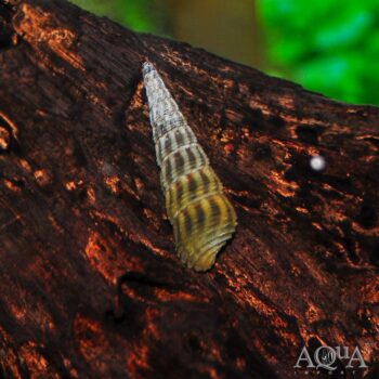 Sponge Rabbit Snail (Tylomelania sp.)