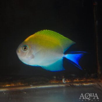 Spotbreast Angelfish (Genicanthus melanospilos)