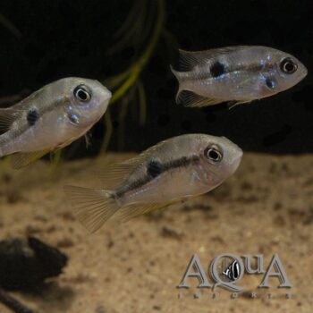 Spot Cheek Cichlid (Thorichthys maculipinnis)