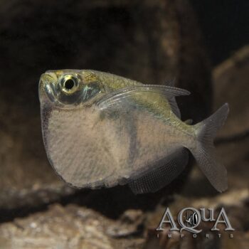 Spotfin Silver Hatchet (Thoracocharax stellatus)