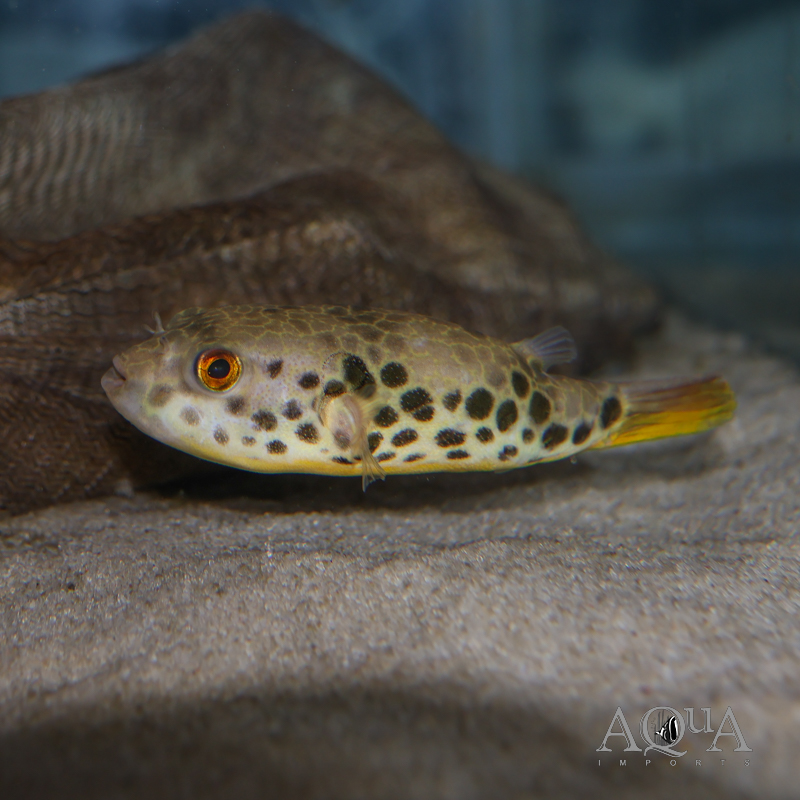 Spotted Congo Puffer (Tetraodon schoutedeni)