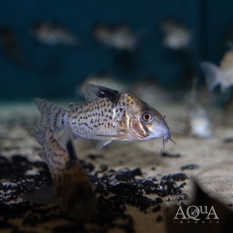 Spotted Cory (Brochis ambiacus)
