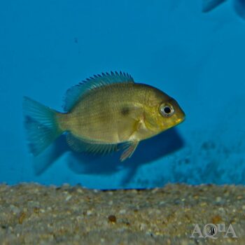 Spotted Damba Cichlid (Paretroplus maculatus)