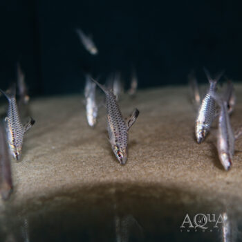 Spotted Headstander (Chilodus gracilis)