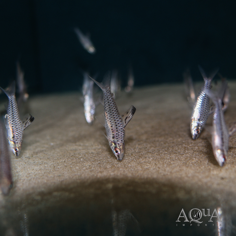 Spotted Headstander (Chilodus gracilis)