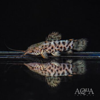 Spotted Hoplo Catfish (Megalechis thoracata)