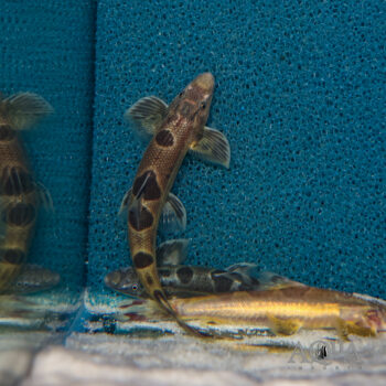 Spotted Lizard Hillstream Loach (Homaloptera ocellata)