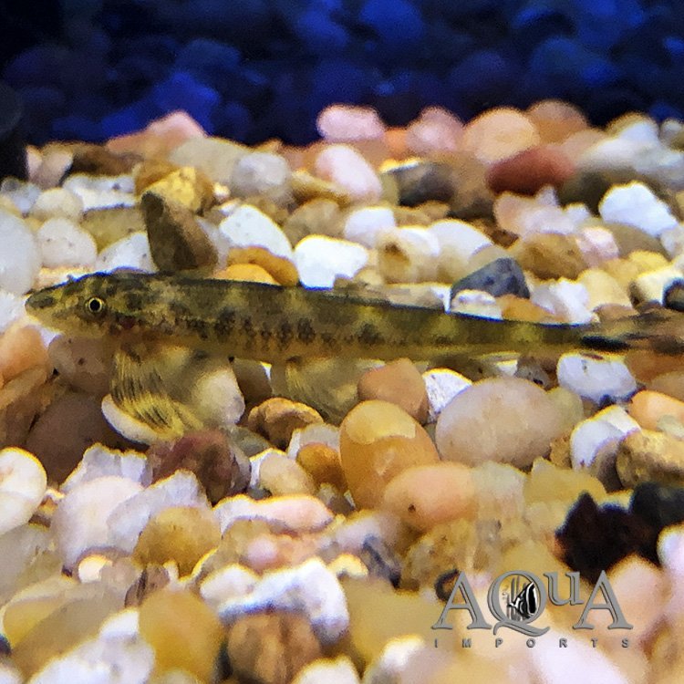 Spotted Lizard Loach (Pseudohomaloptera cf. sexmaculata) - Image 3