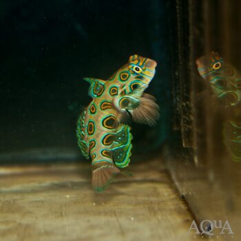 Spotted Mandarin Dragonet (Synchiropus picturatus)