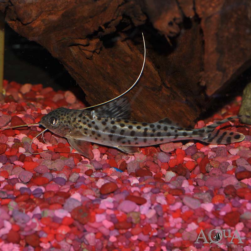 Spotted Pictus Catfish (Pimelodus pictus)
