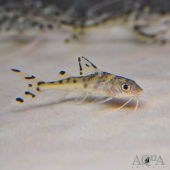 Spotted Pictus Catfish (Pimelodus pictus)
