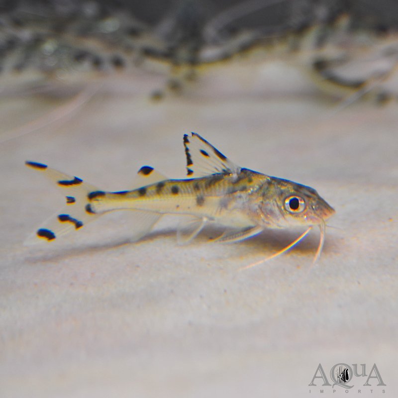 Spotted Pictus Catfish (Pimelodus pictus)