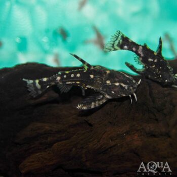 Spotted Raphael Catfish (Agamyxis pectinifrons)