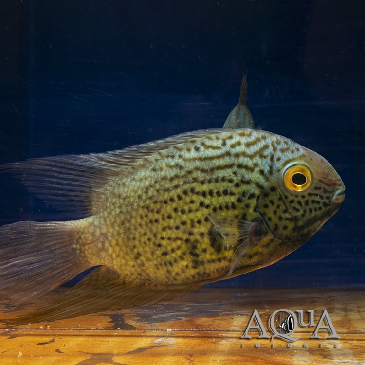 Rio Negro Spotted Severum (Heros notatus)