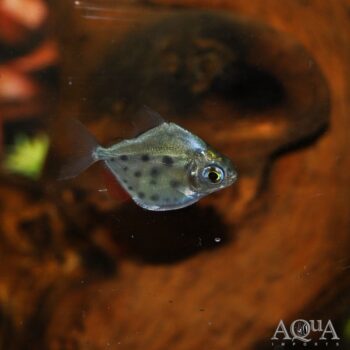 Spotted Silver Dollar (Metynnis lippincottianus)