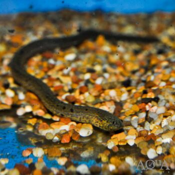 Spotted Swamp Eel (Synbranchus marmoratus 'spotted')