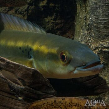 Spotted Tail Pike Cichlid (Lugubria sp. 'trucha')