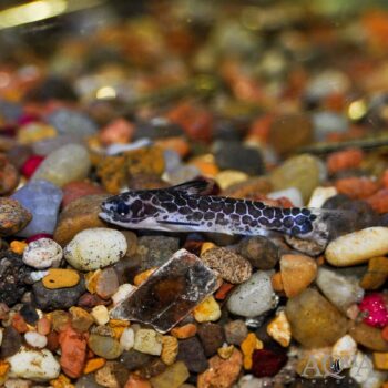 Violet Spotted Woodcat (Centromochlus cf. reticulatus)