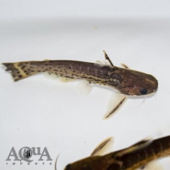 Spotted Woodcat (Auchenipterichthys punctatus)