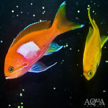 Squareback Anthias (Pseudanthias pleurotaenia)
