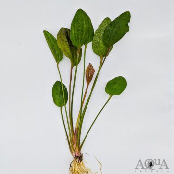St. Elmo's Fire Sword (Echinodorus sp. St Elmo's Fire)
