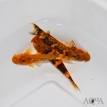 Stargazer Catfish (Astroblepus sp.)